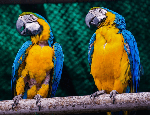 Pět zajímavostí o papoušcích