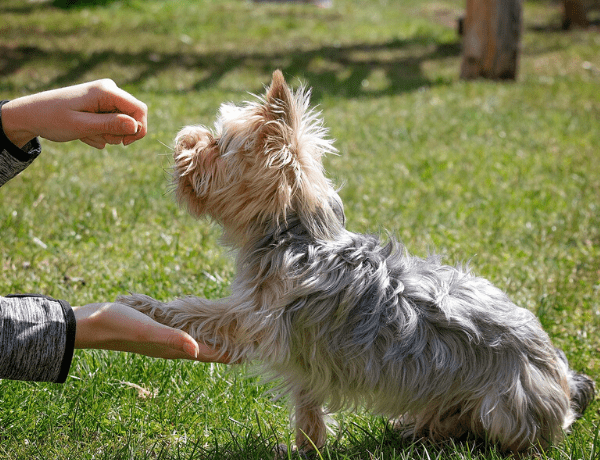 Pořízení a výcvik psa